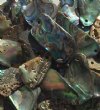 25 grams of Top Drilled Paua Shell Pieces